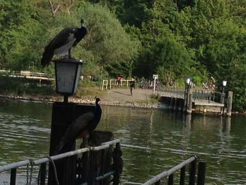 Pfaueninsel-柏林必去景点