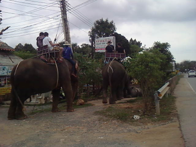 Ban Chang Thai - Elephant Camp景点图片