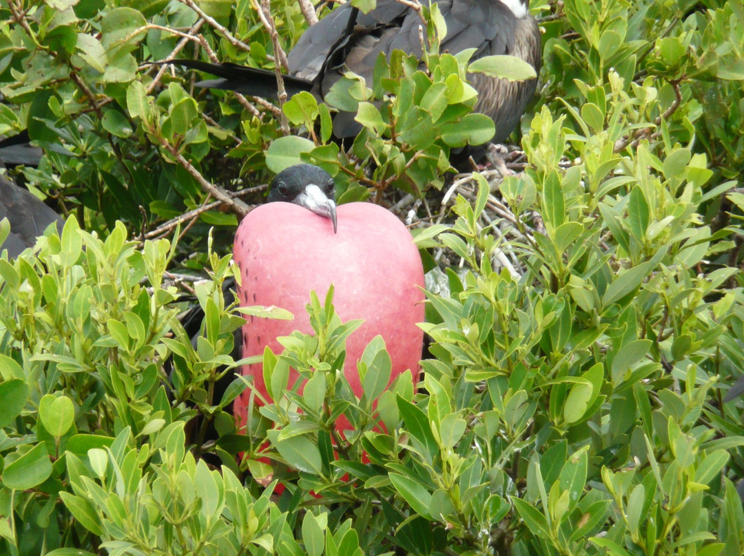 Frigate Bird Sanctuary-巴布达必去景点