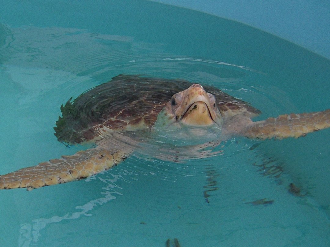 Loggerhead Marinelife Center-朱诺海滩必去景点