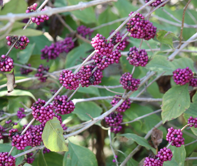 University of South Florida Botanical Gardens, Tampa-坦帕必去景点