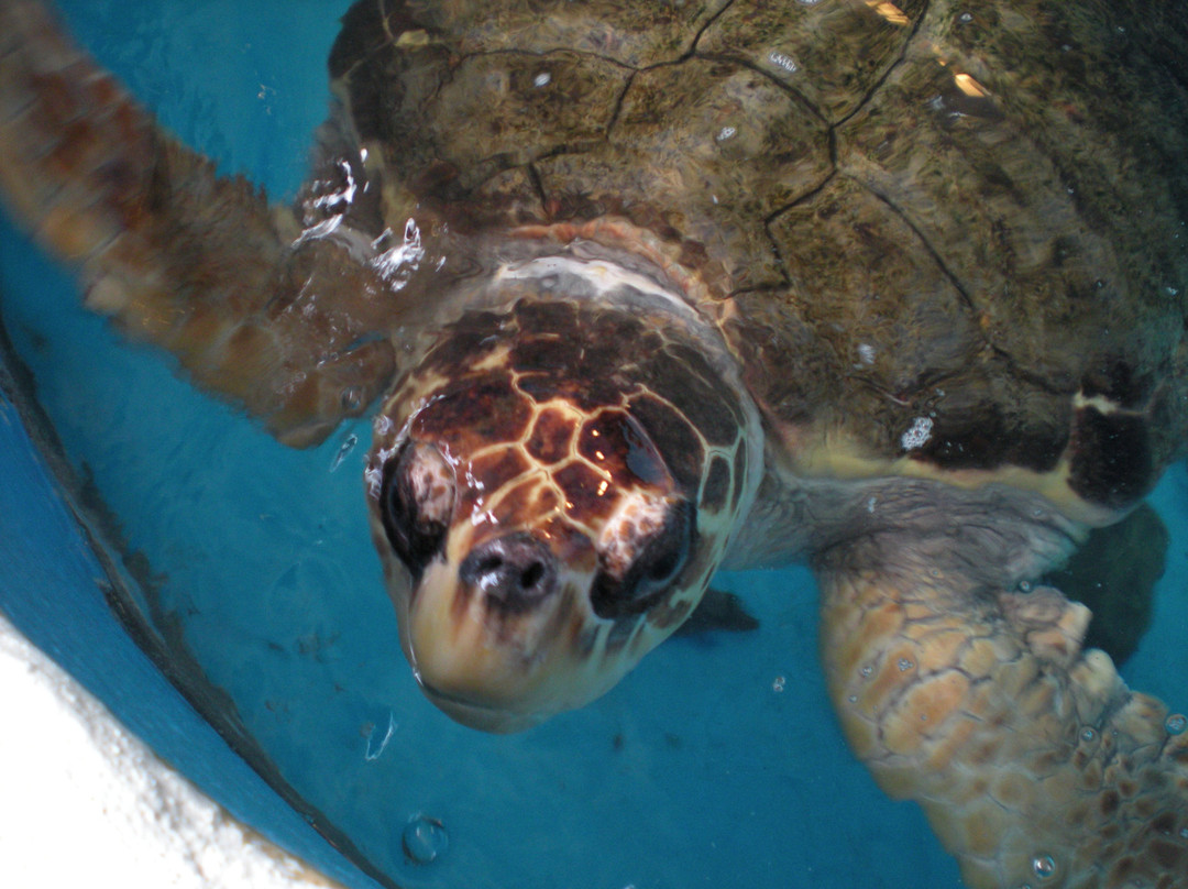 Mote Marine Laboratory & Aquarium-萨拉索塔必去景点
