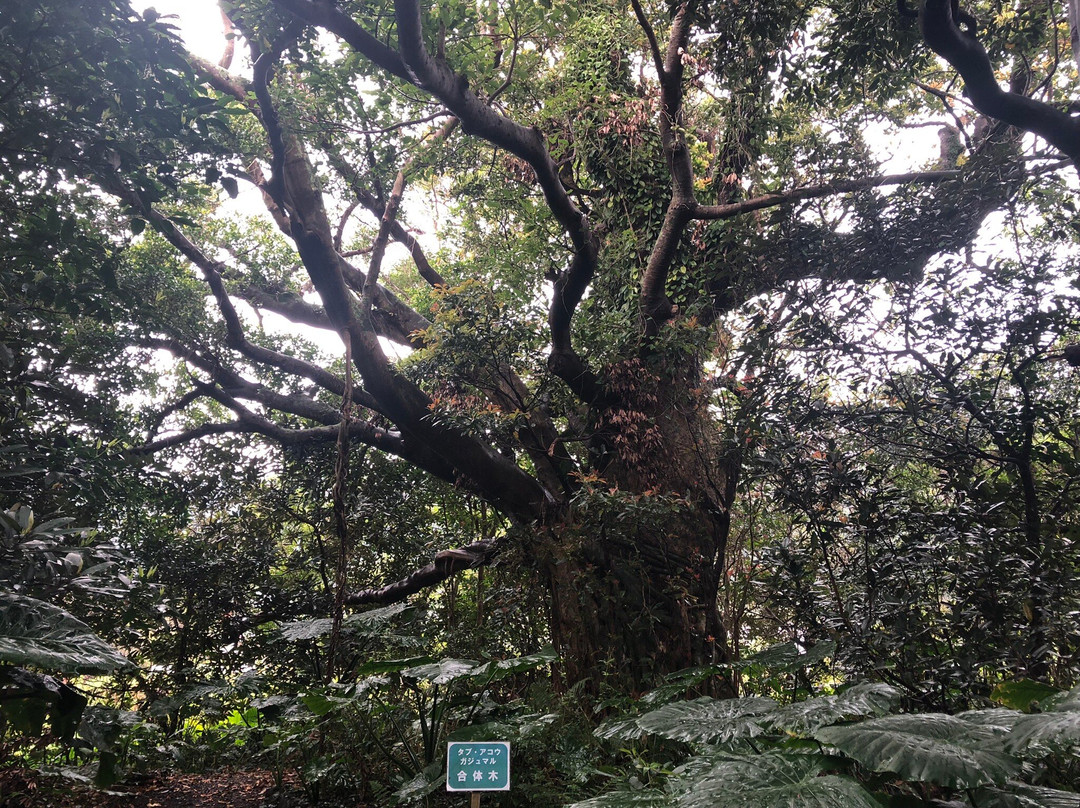 Shitogo Banyan Tree景点图片