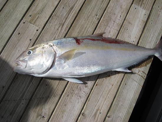 Kingbird Charters-基韦斯特必去景点