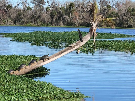 St. Johns River Tours, Inc. - Day Tours-Astor必去景点