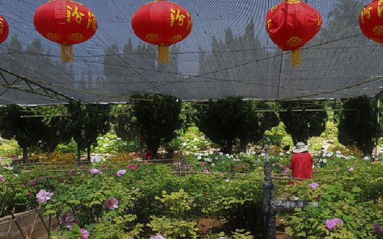 神州牡丹园洛阳牡丹花会-洛阳市必去景点