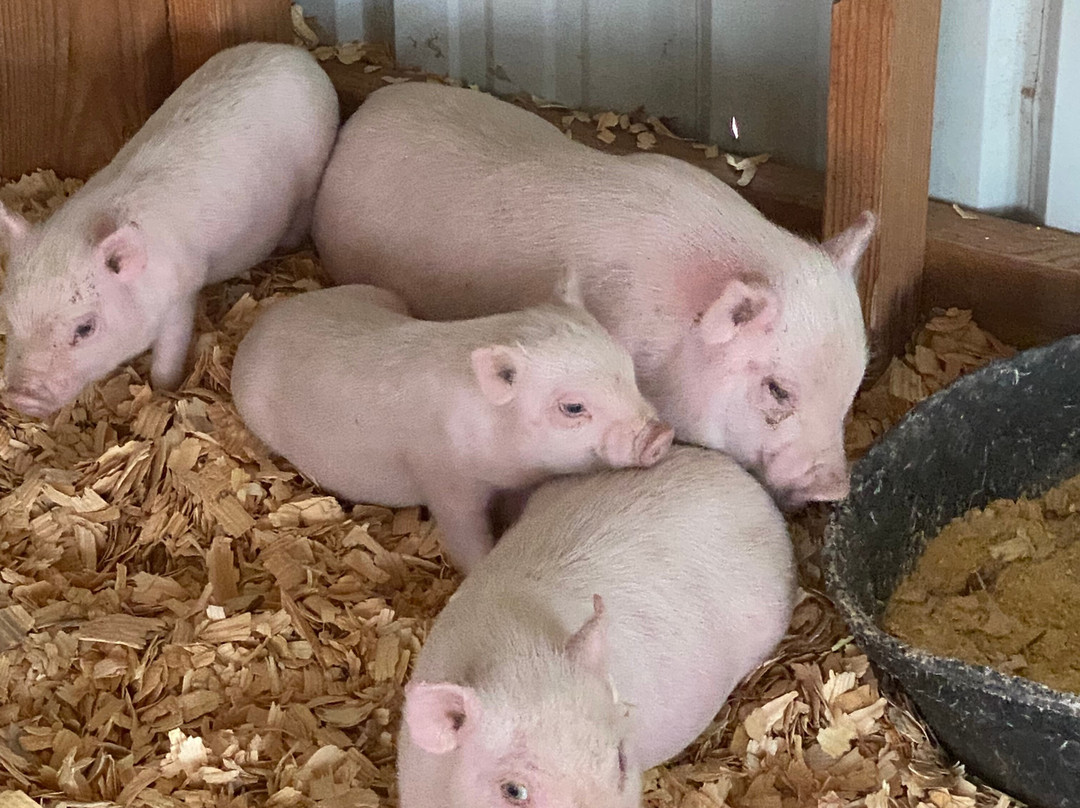 Orr Family Farm-俄克拉何马城必去景点