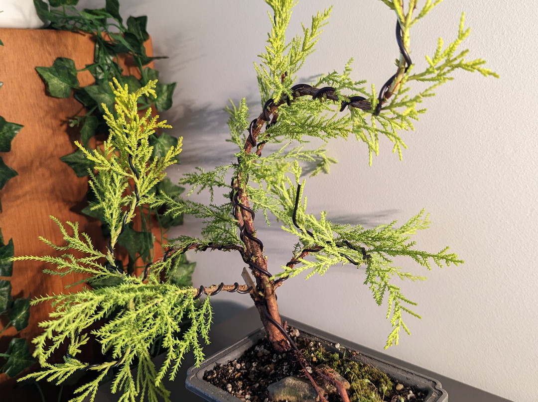 Create a Bonsai with Streamside Trees景点图片