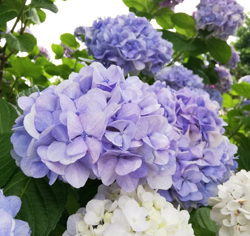 Mimo Shrine-一宫市必去景点