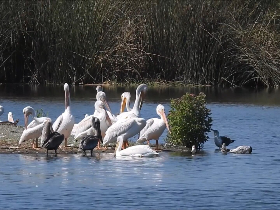 San Joaquin Marsh Wildlife Sanctuary-尔湾必去景点