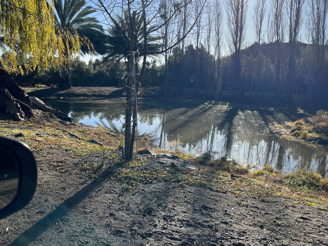 Olive Grove Guest Farm主图