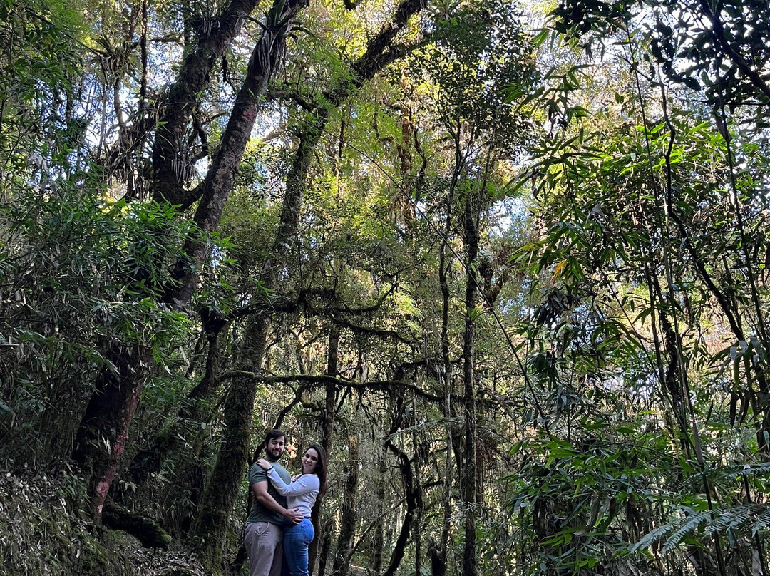 Parque das Cerejeira景点图片