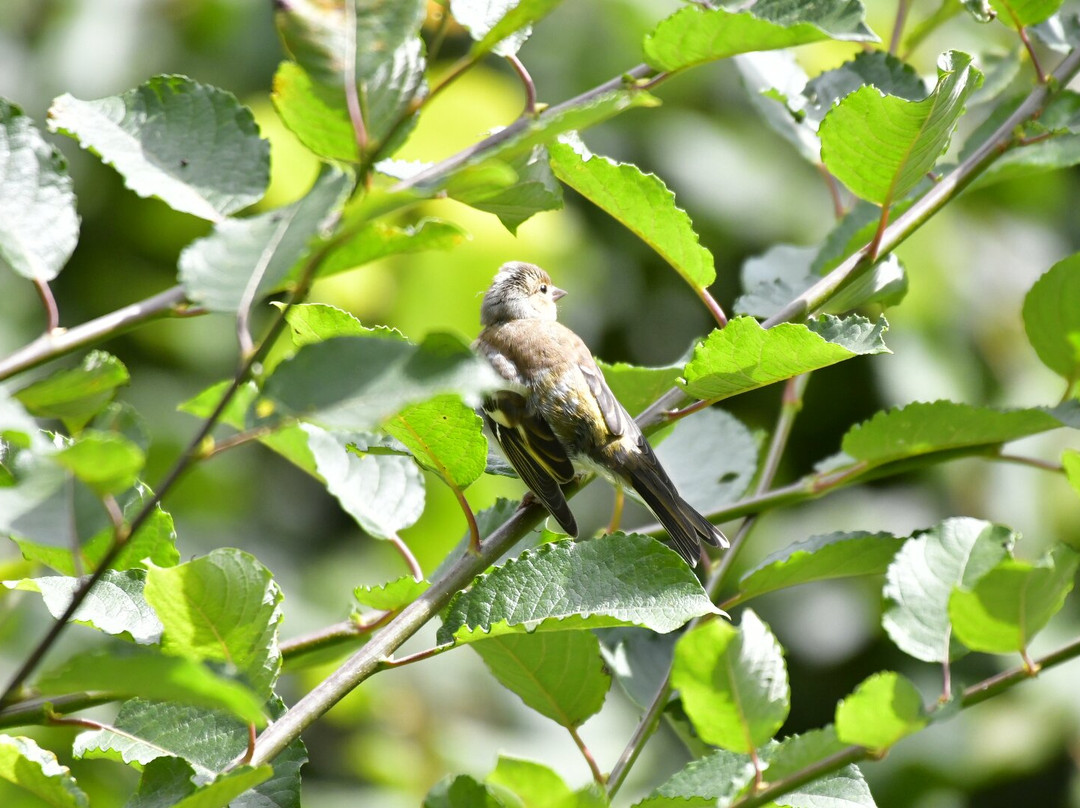 RSPB Leighton Moss Nature Reserve-Silverdale必去景点
