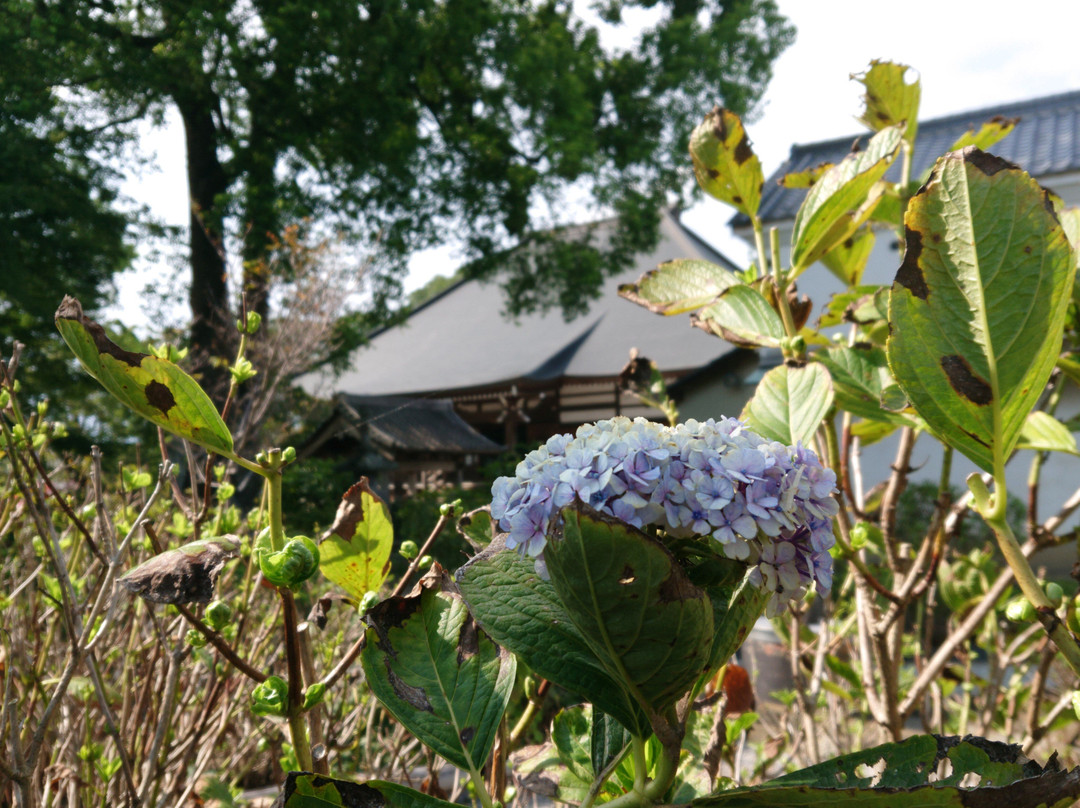 Nogoji Temple(Hydrangea Temple)-熊谷市必去景点