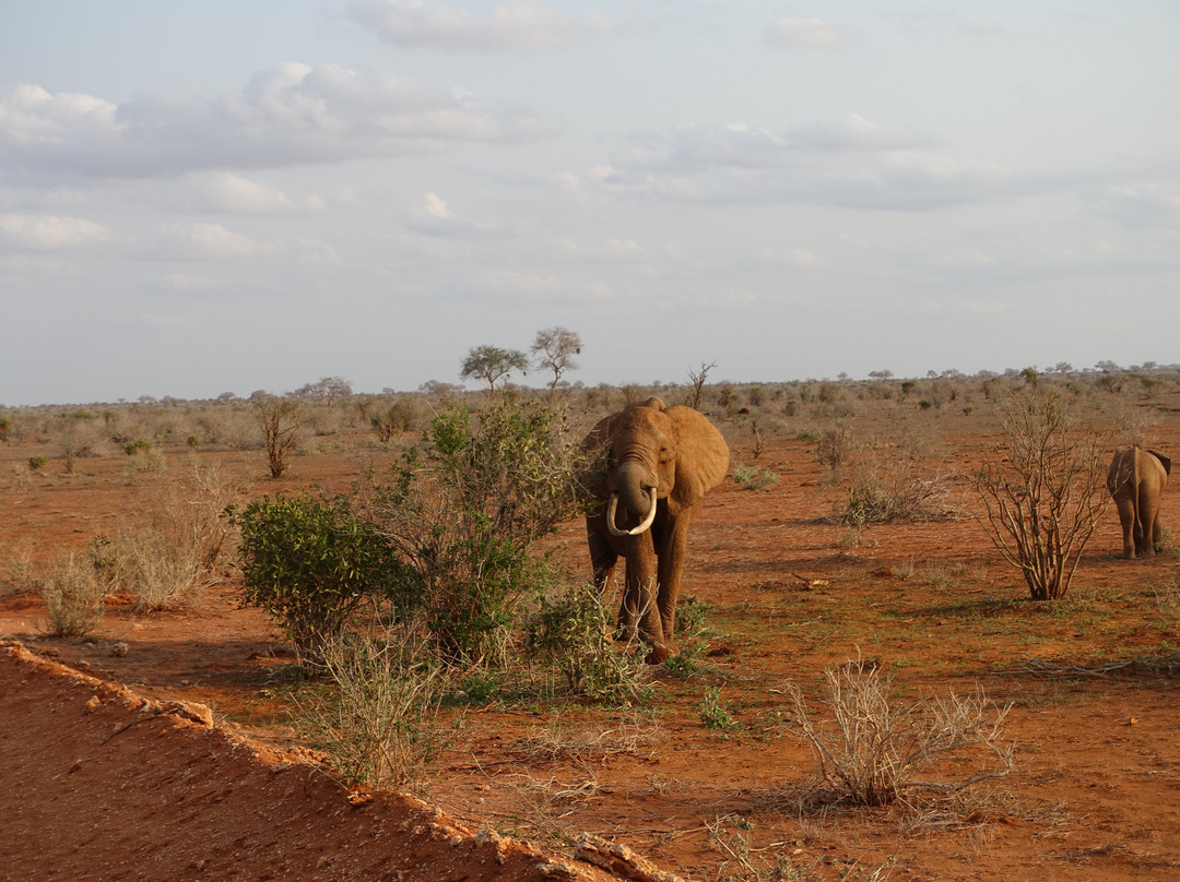 Tsavo East National Park景点图片