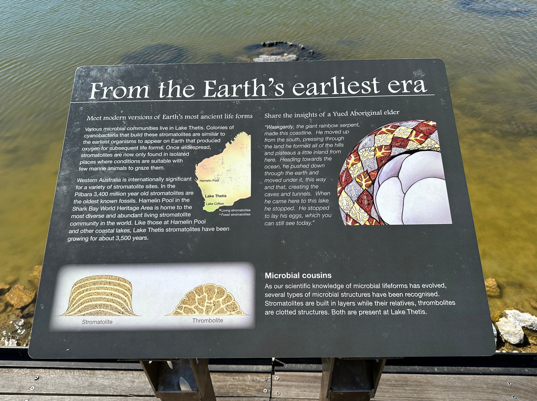 Stromatolites-塞万提斯必去景点