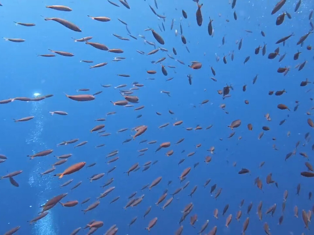 Abyss Dive Center Bali景点图片