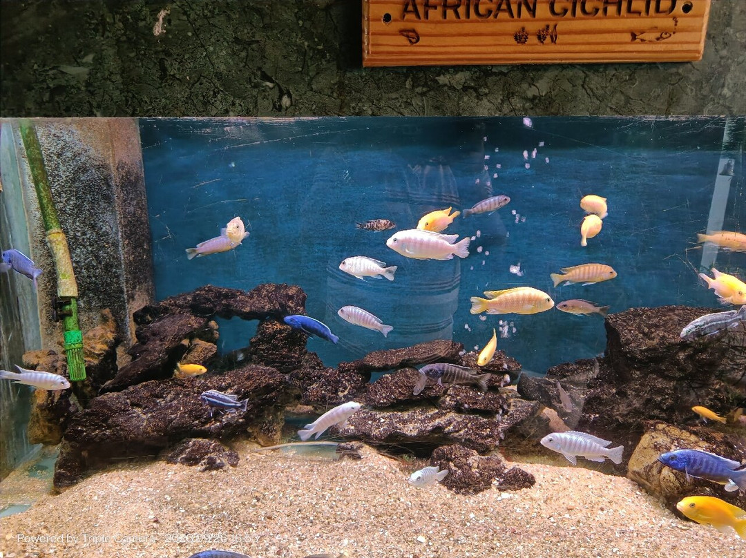 Aquarium Island Café景点图片