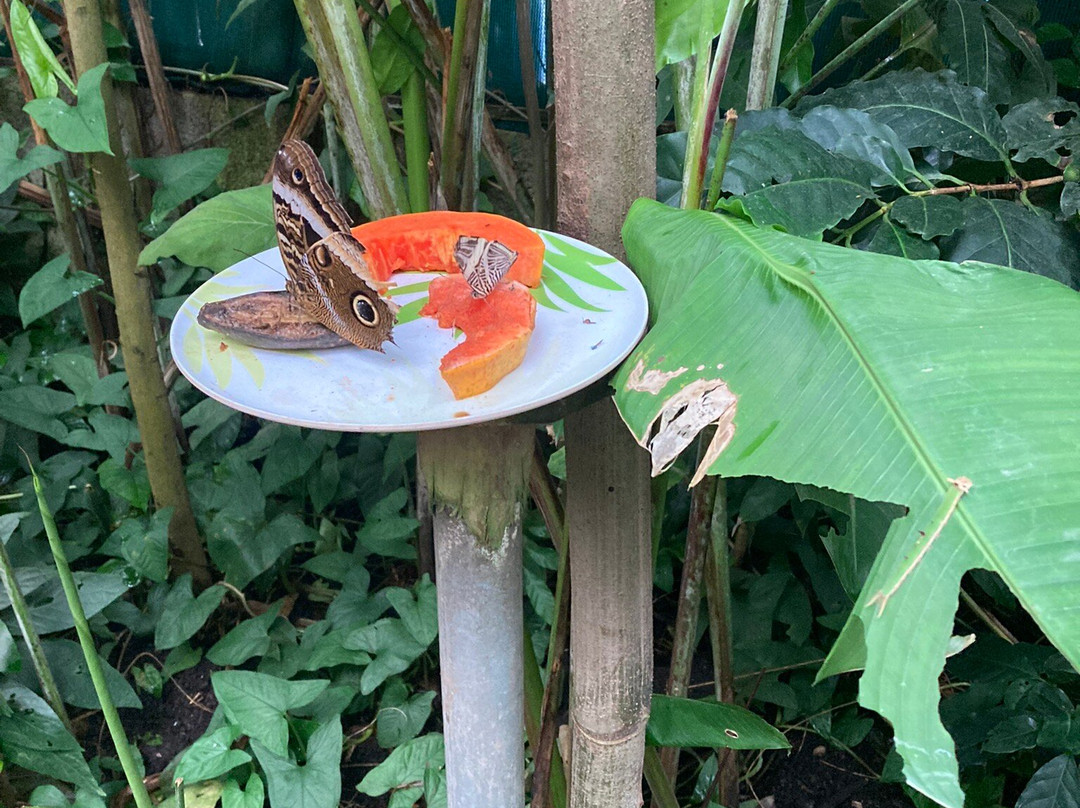 Monteverde Butterfly Gardens景点图片