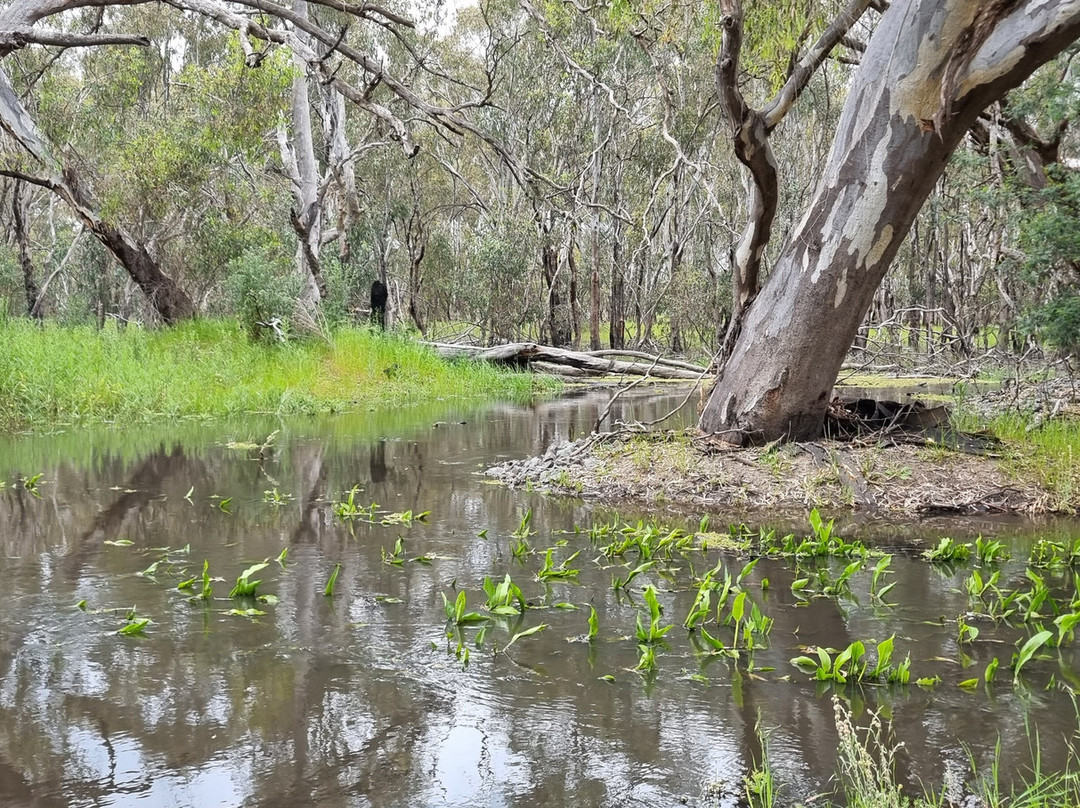 Kinnairds Wetland-Numurkah必去景点