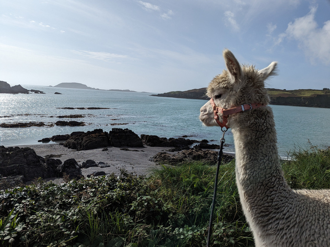 Alpaca Walk West Cork景点图片