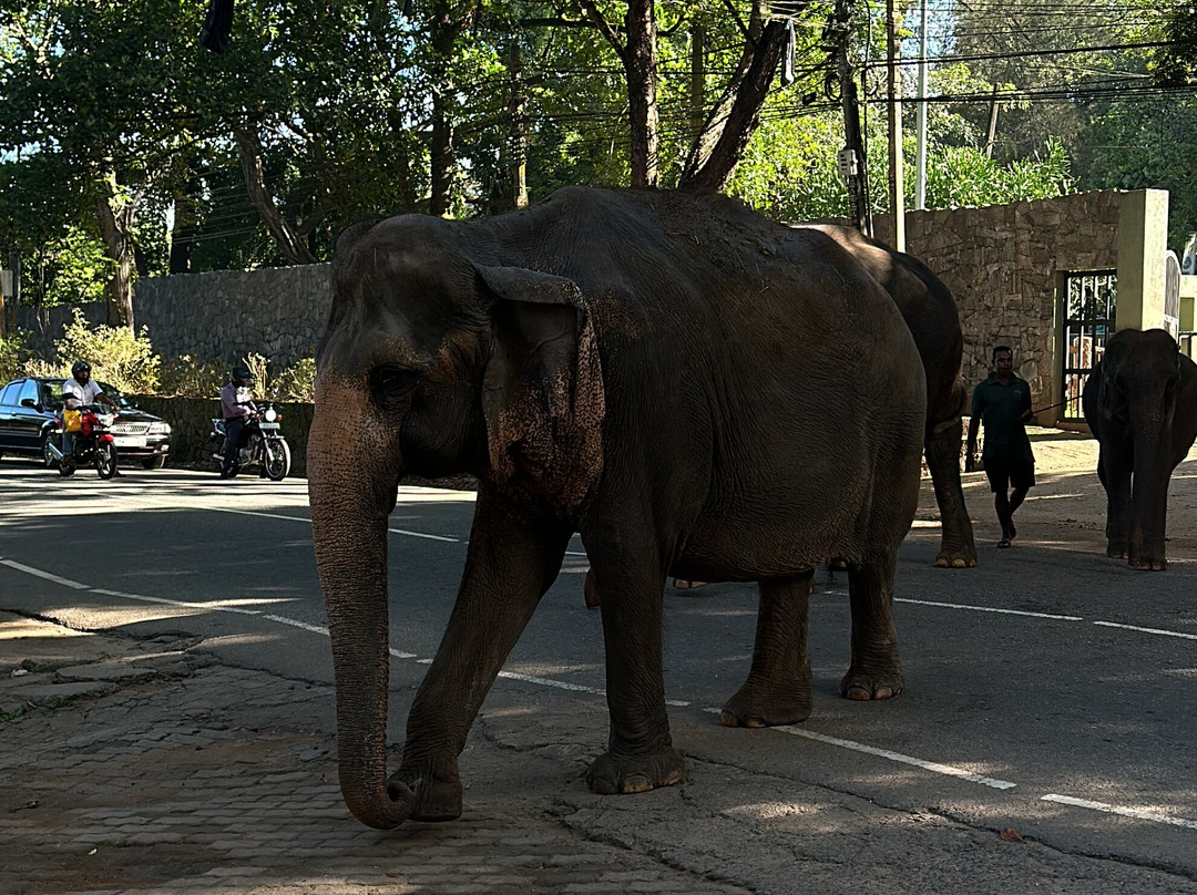 Aloha Sri Lanka (Pvt) Ltd景点图片