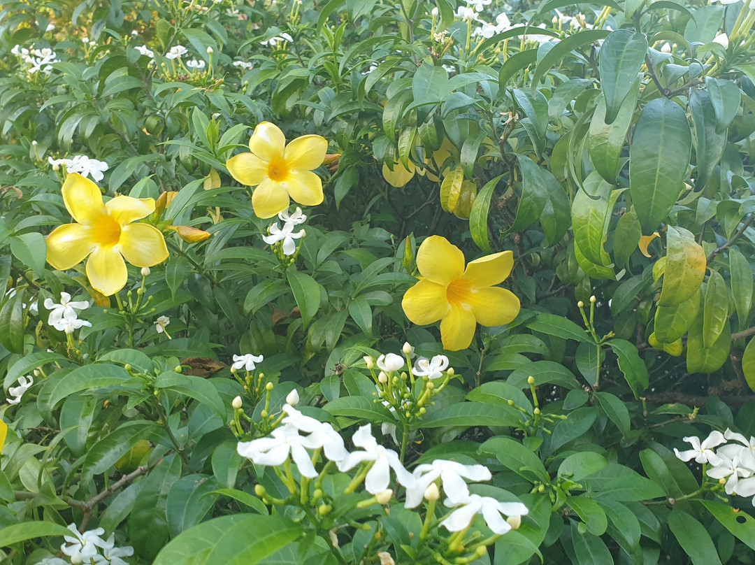 Barbados Golf Club-基督城必去景点