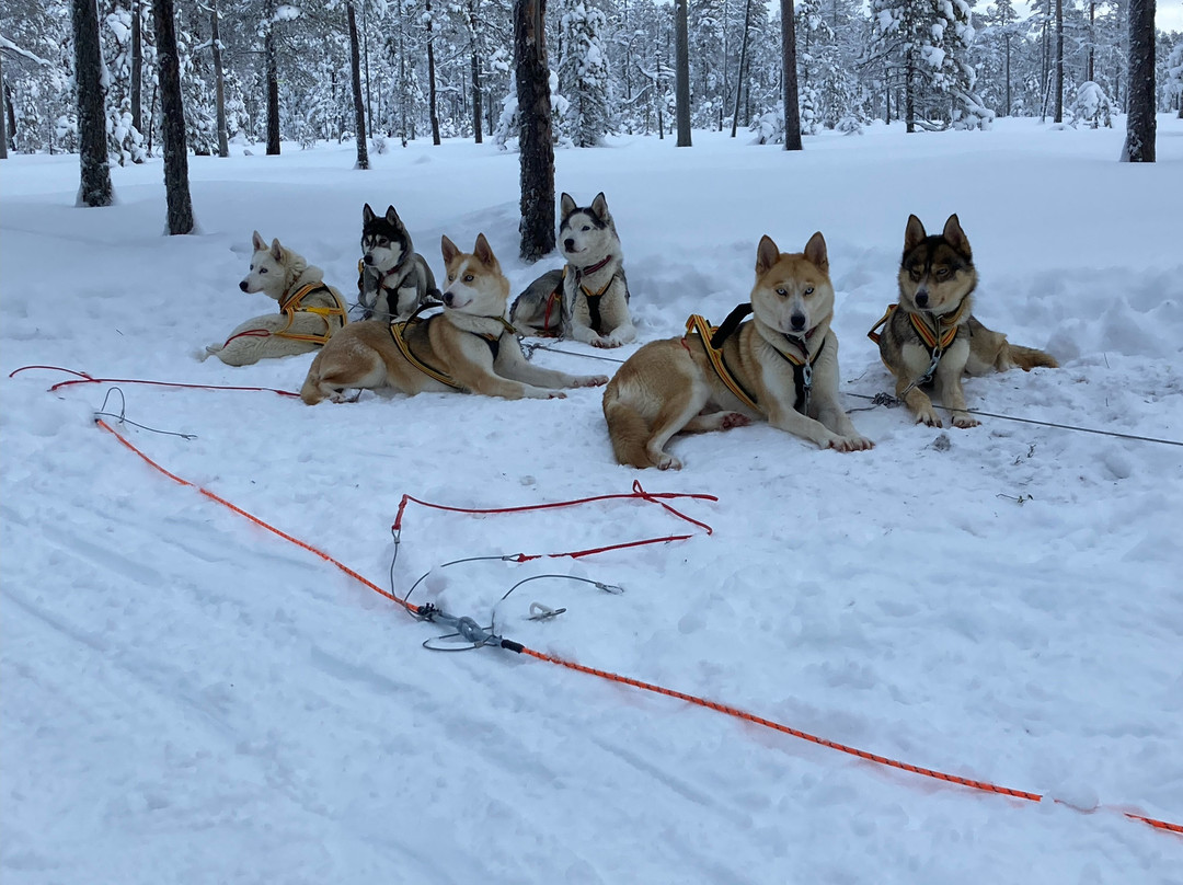 Below Zero Husky Tours景点图片