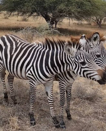 Sali Safaris-阿鲁沙必去景点