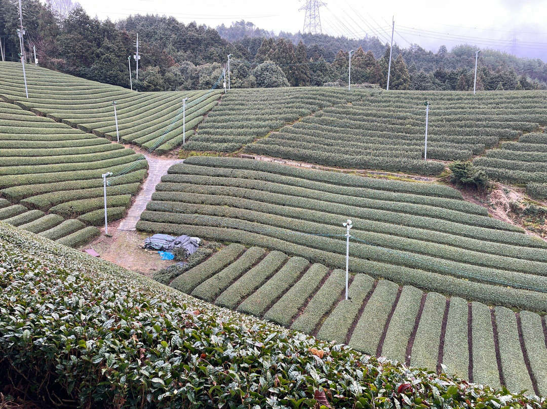 Kyoto Obubu Tea Farms-和束町必去景点