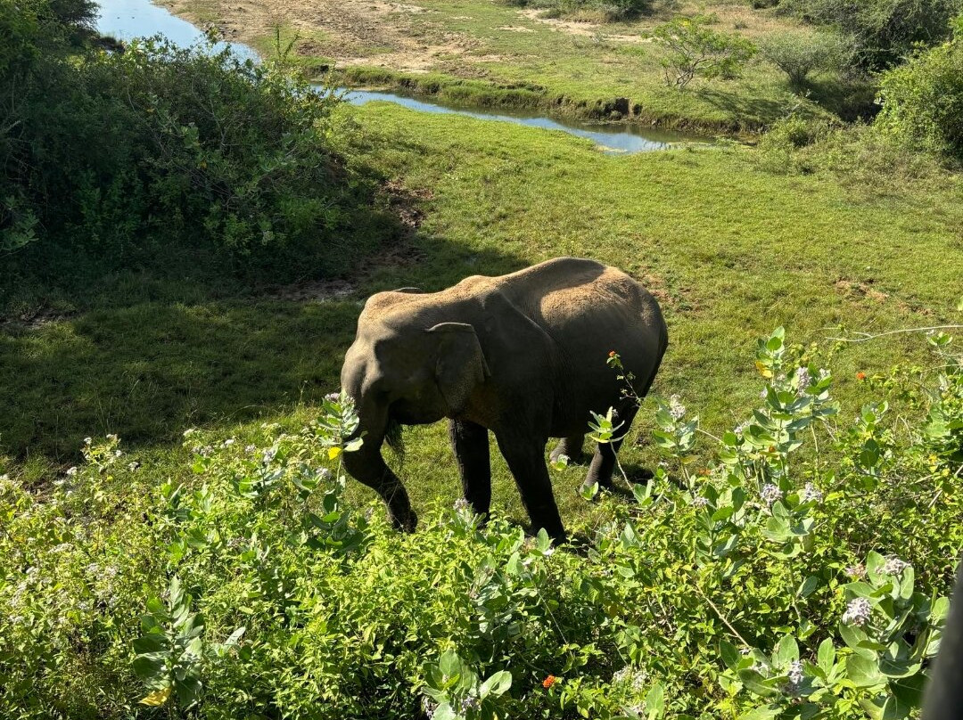 Tree Tops Yala主图