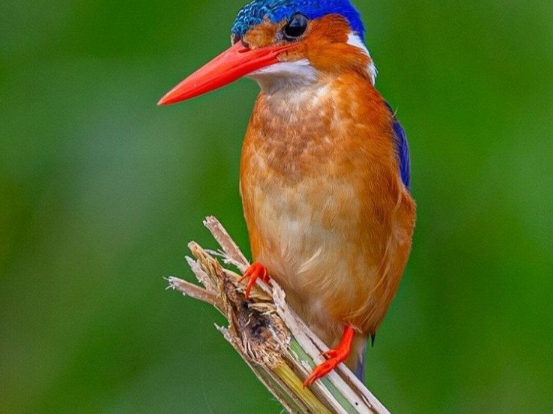 Mabamba Swamp Shoebills Watching-Kira Town必去景点