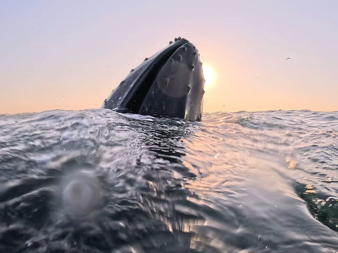 Scubaco Diving & Travel-Umkomaas必去景点