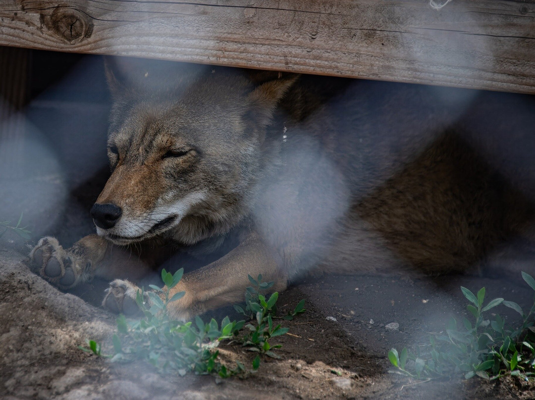 Big Bear Alpine Zoo at Moonridge-大熊湖必去景点
