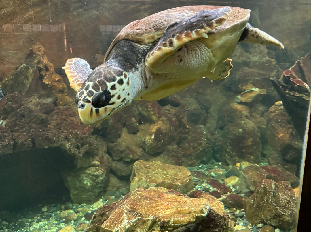 Acquario dell'Elba景点图片