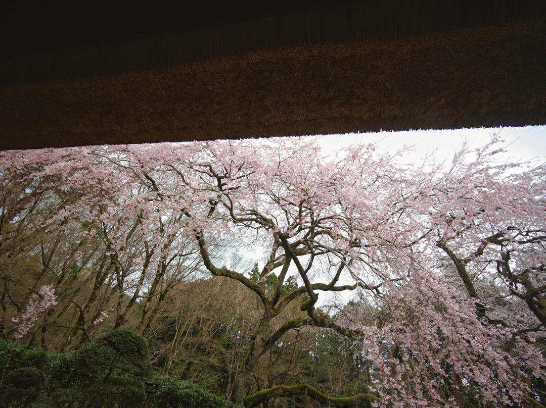 Chichibunomiya Memorial Park景点图片