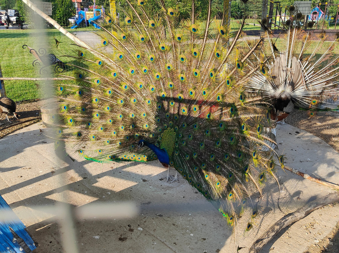 Kolkunovo-Pleshkovo必去景点