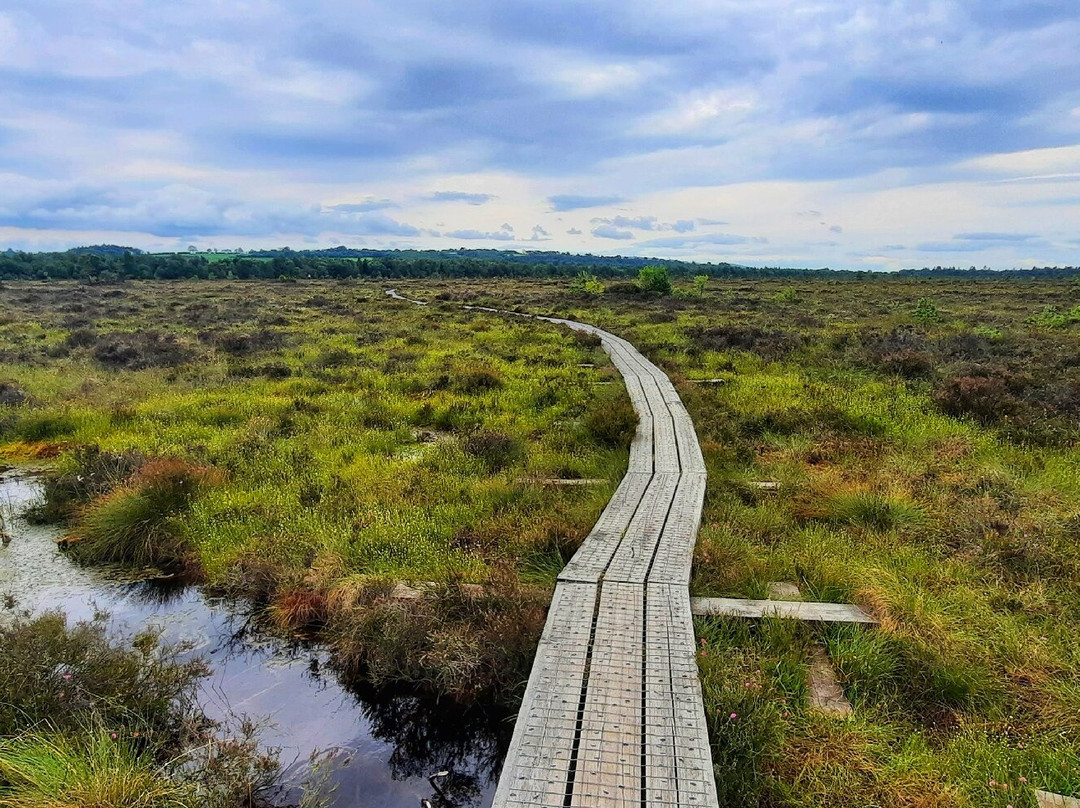 Abbeyleix Bog Project景点图片