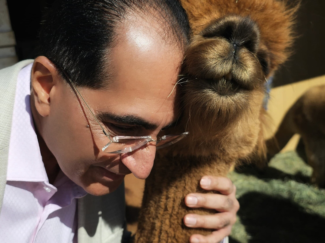 Que Sera Alpaca-圣菲必去景点