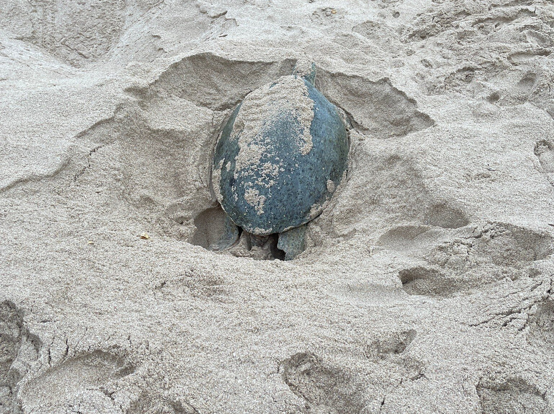 Turtle Beach-Al Hadd必去景点