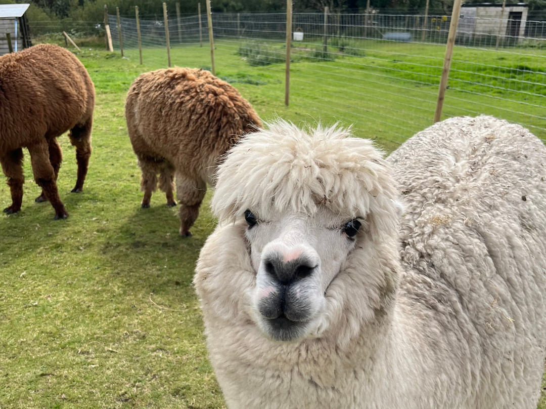 Errigal View Pet Farm-Gweedore必去景点