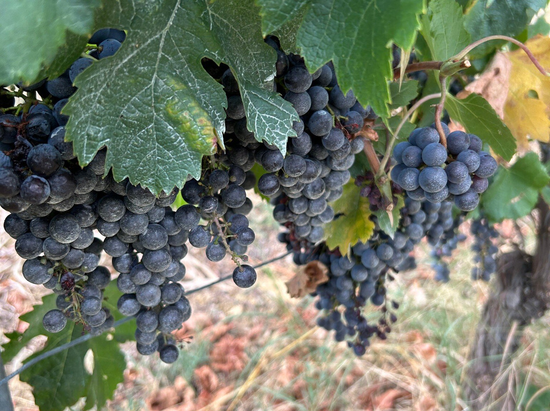 Fattoria di Poggiopiano主图