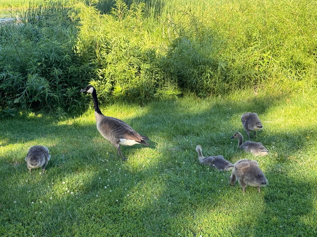 Loring Park-明尼阿波利斯必去景点
