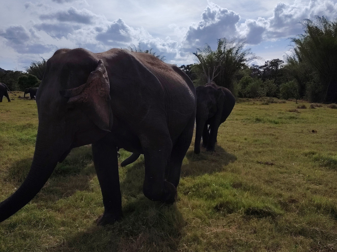 Minneriya Gajaga Safari-Minneriya必去景点