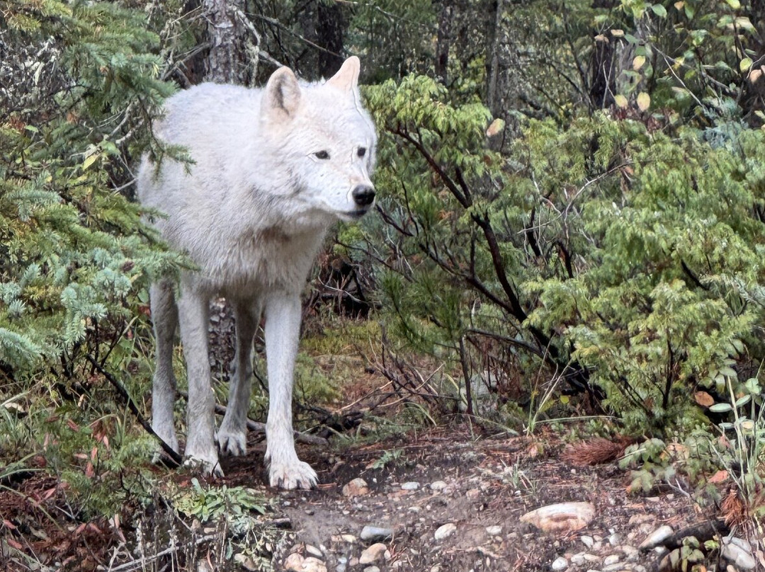 Northern Lights Wildlife Wolf Centre景点图片