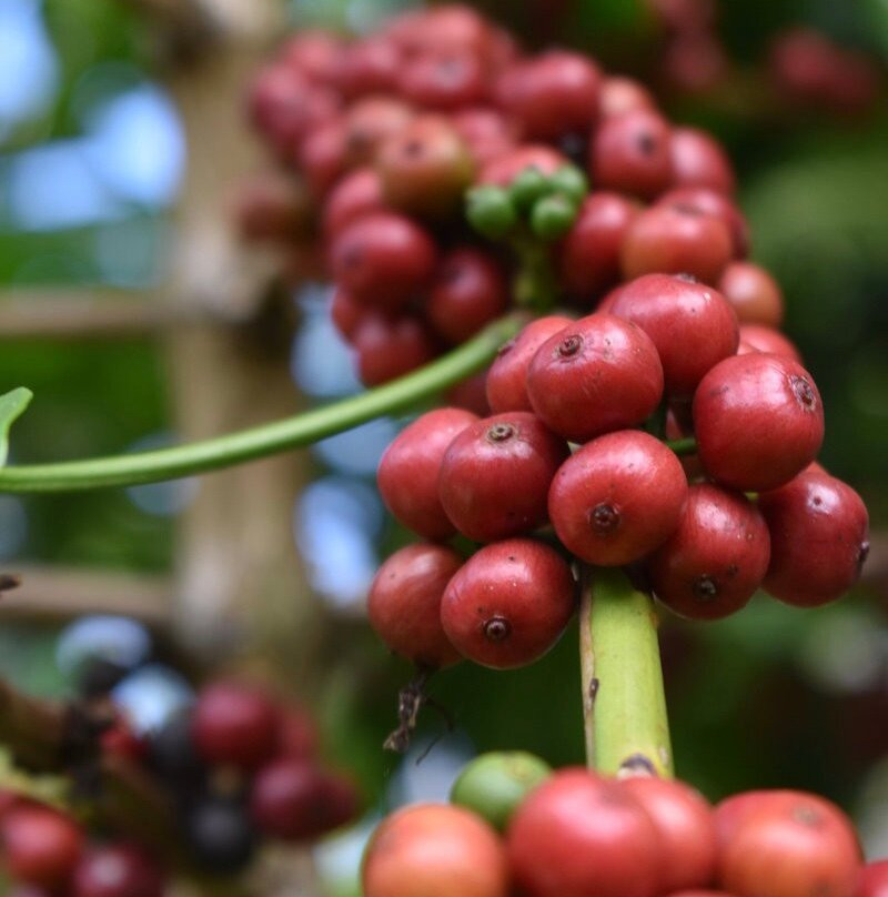 Scoviz Pan-fried Chicken