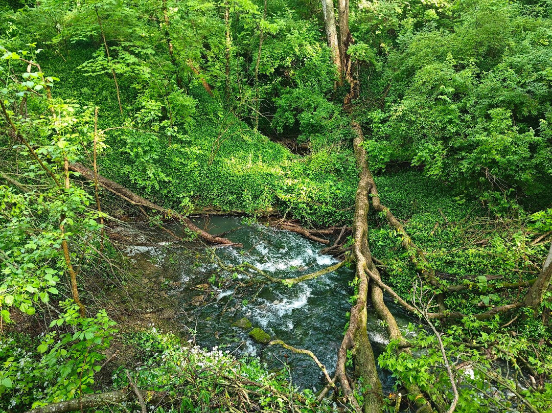 McConnell Springs-列克星敦必去景点
