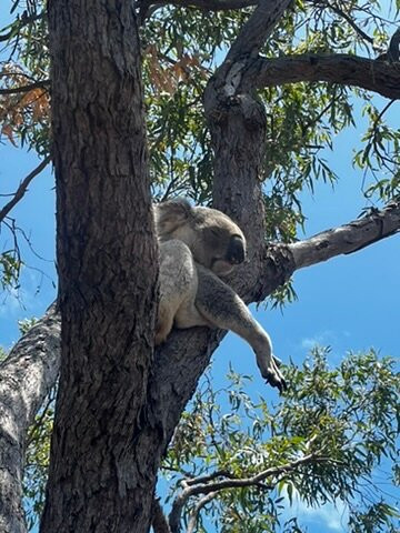 Magnetic Island Forts Walk-Magnetic Island必去景点