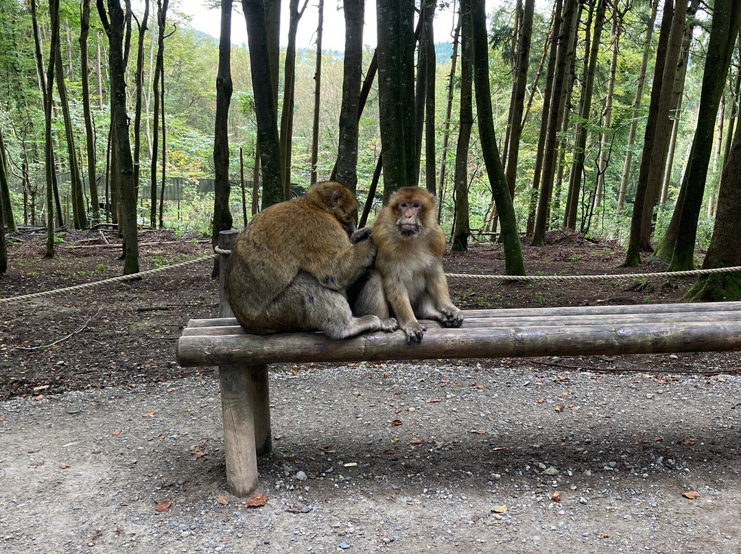 Affenberg Salem - Monkey Hill-塞勒姆必去景点