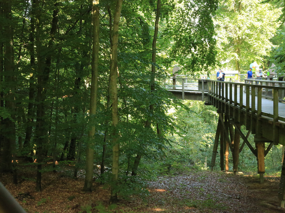 Baumwipfelpfad im Naturerbe Zentrum Rügen景点图片